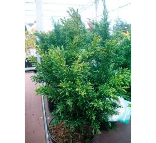Кипарисовик туполистный Драт (Drath) С2